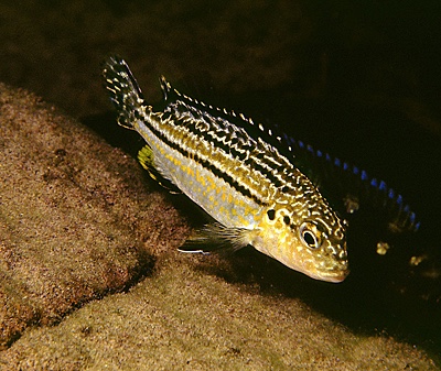 Melanochromis dialeptos 'Gome Rock'